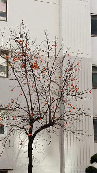IMG_20151103_1.png