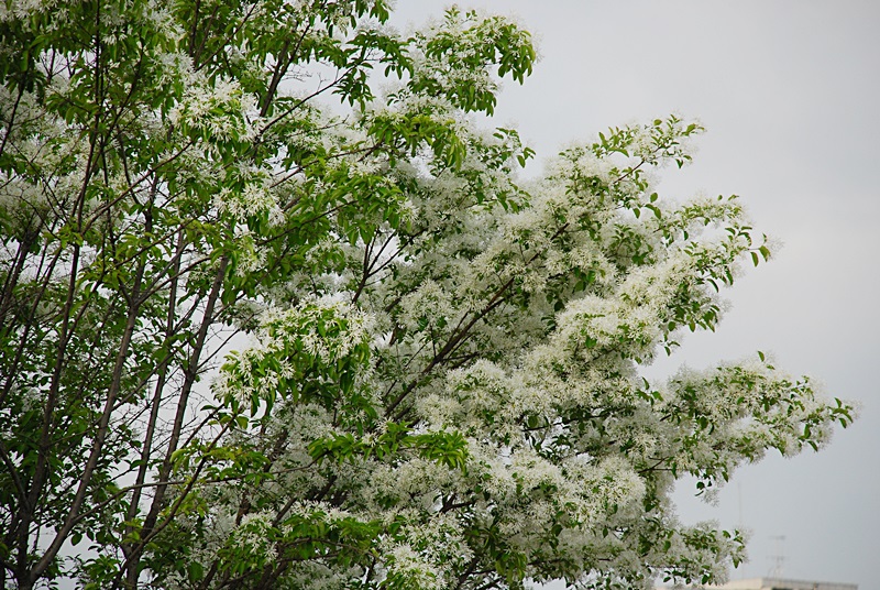 DSC_0171.JPG