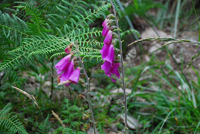 DSC_0569.JPG