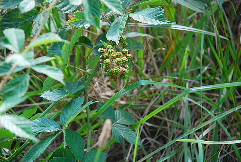 DSC_0545.JPG
