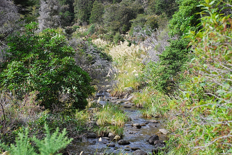 DSC_0555.JPG