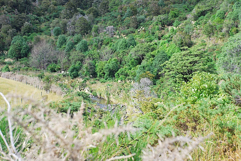 DSC_0535.JPG