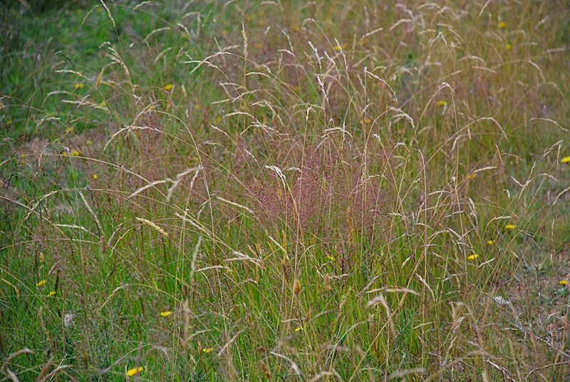 DSC_0575.JPG