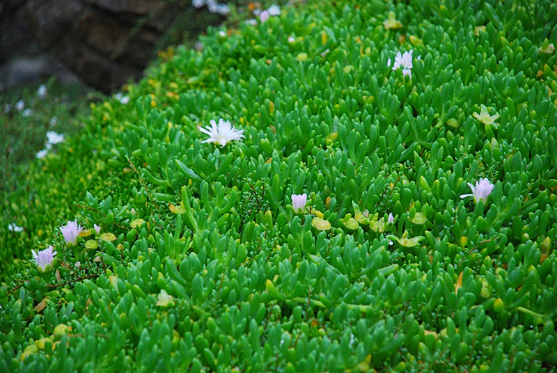 DSC_0695.JPG