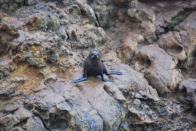 DSC_0240.JPG
