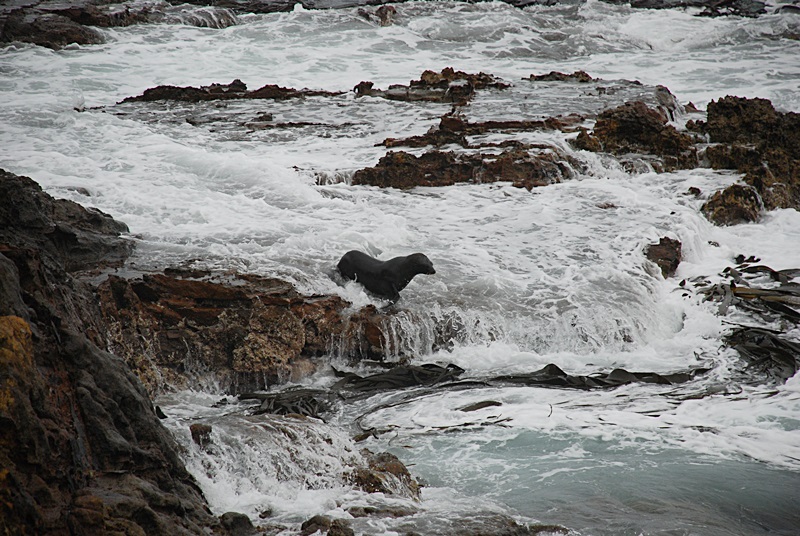 DSC_0243.JPG