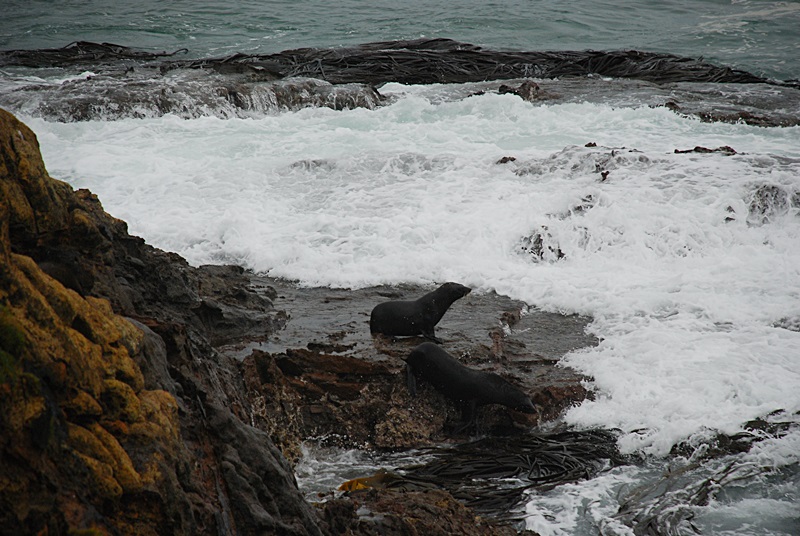DSC_0242.JPG