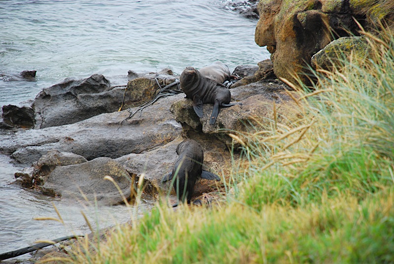 DSC_0219.JPG