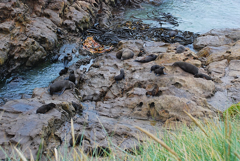 DSC_0217.JPG