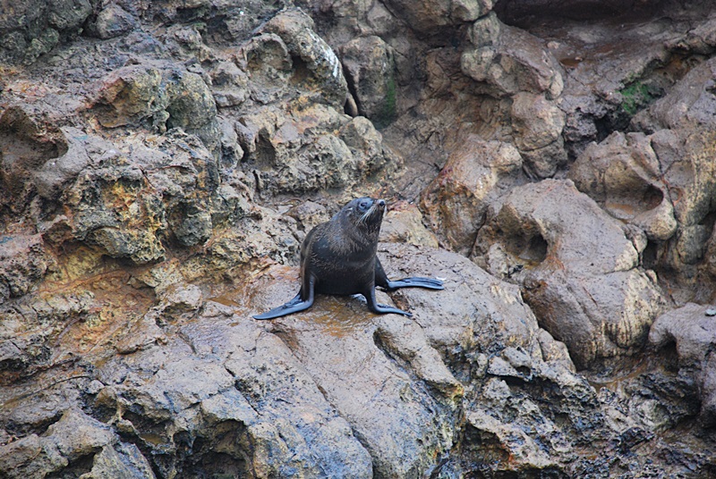 DSC_0239.JPG