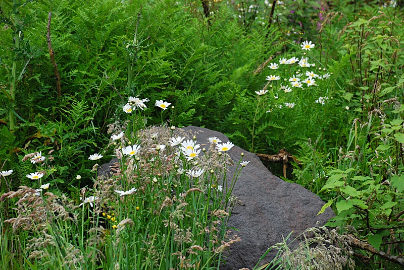 DSC_0782.JPG