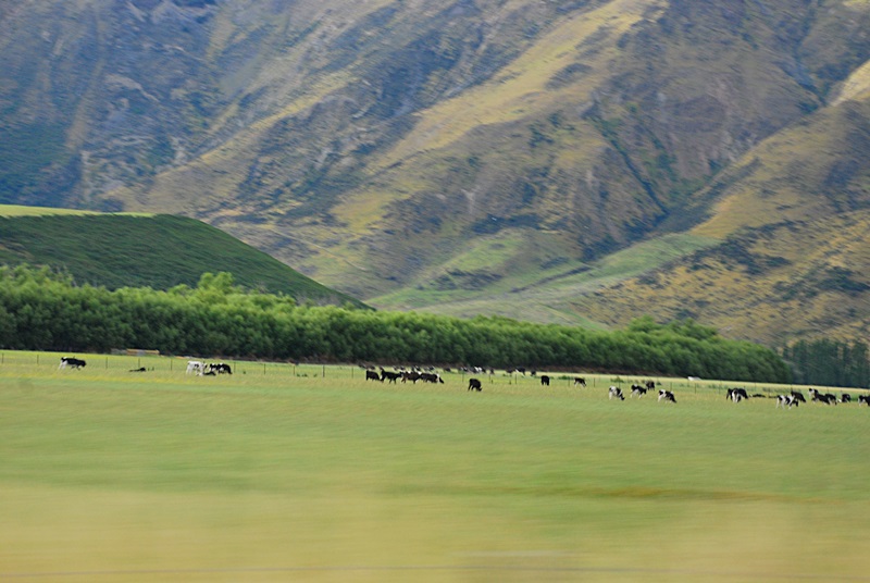 DSC_0445.JPG