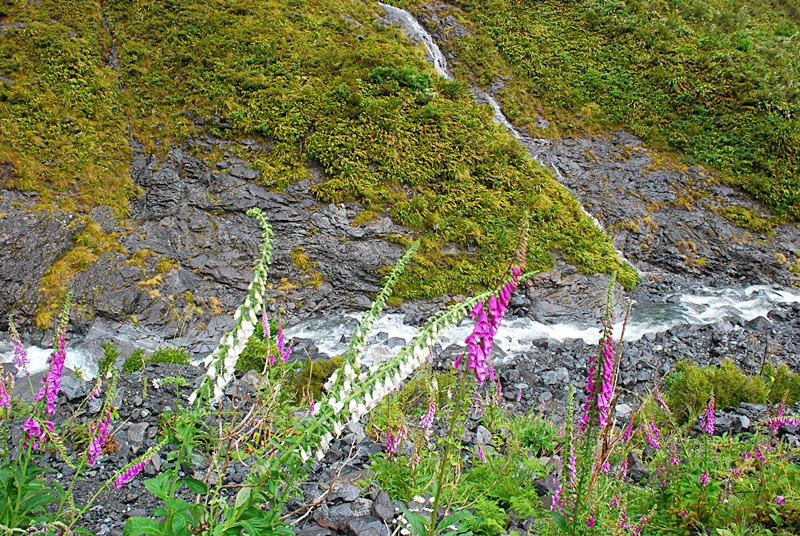 DSC_0509.JPG