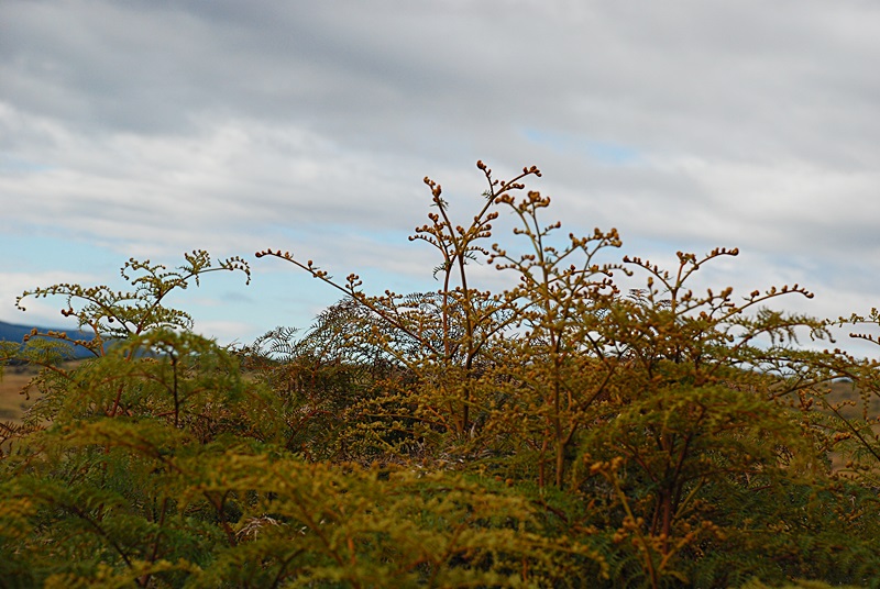 DSC_0451.JPG