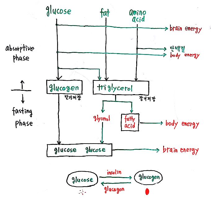 glucogen 2.JPG
