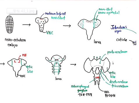 애벌레 변화.JPG
