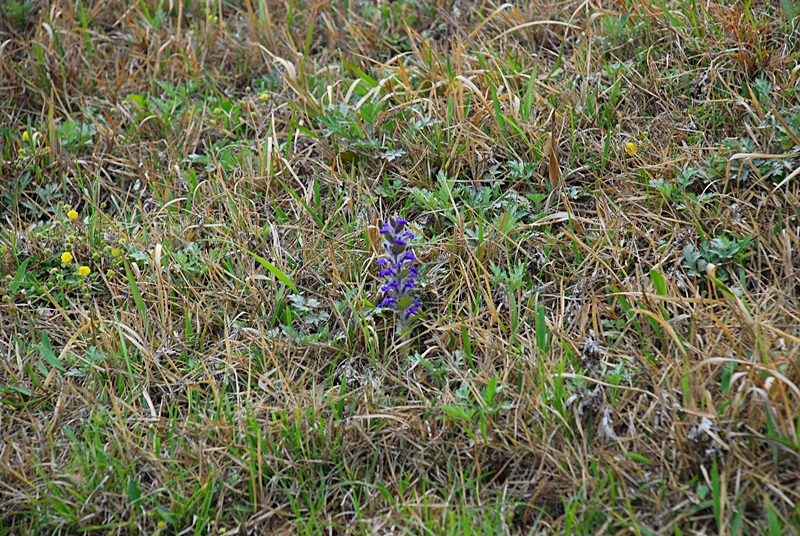 DSC_0343.JPG