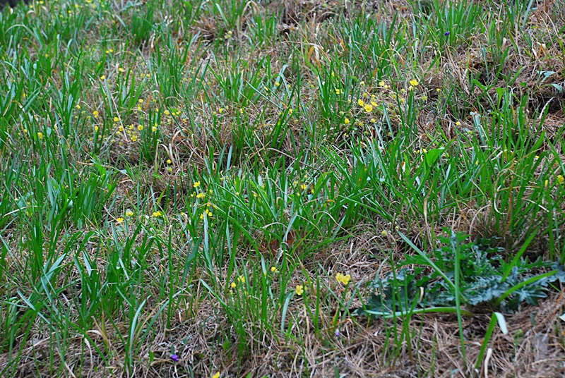 DSC_0339.JPG