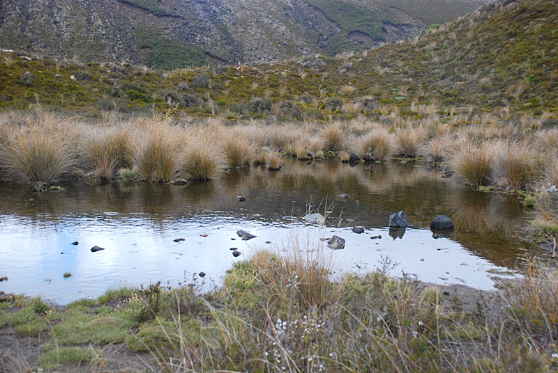 DSC_0810.JPG