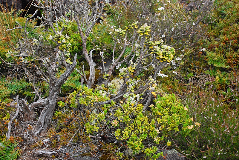 DSC_0734.JPG