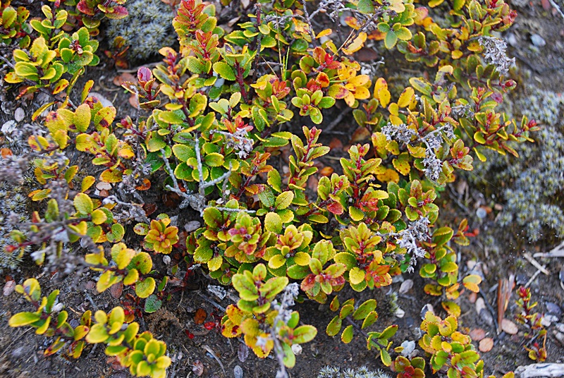 DSC_0752.JPG
