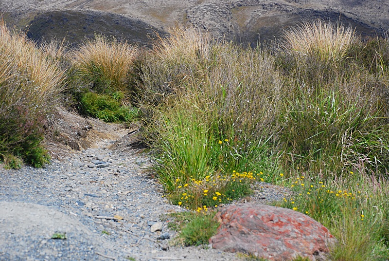 DSC_0816.JPG