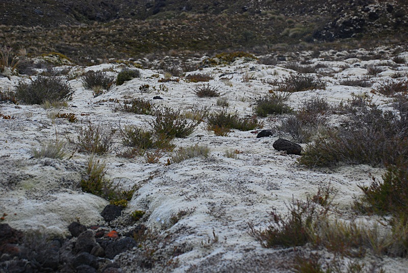 DSC_0721.JPG