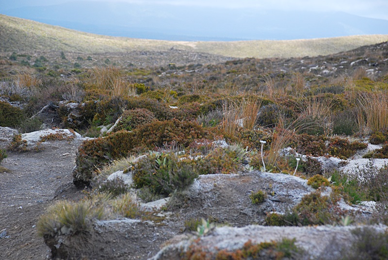 DSC_0788.JPG