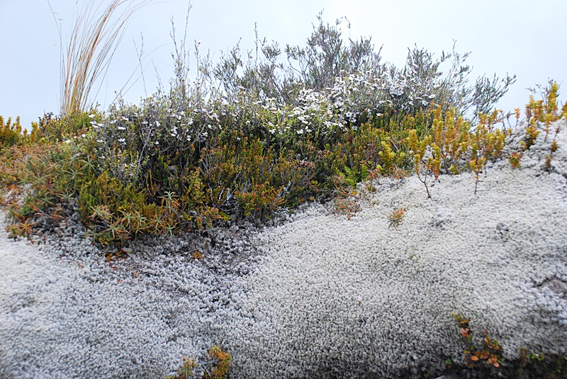 DSC_0779.JPG