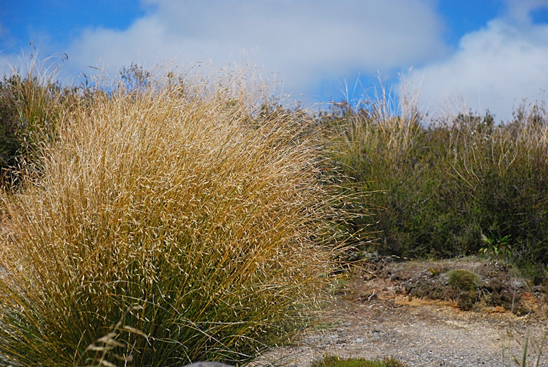 DSC_0817.JPG