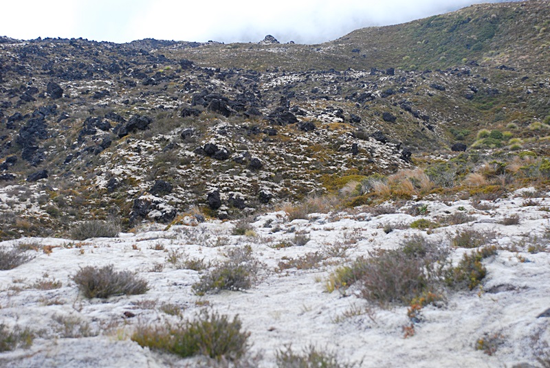 DSC_0783.JPG