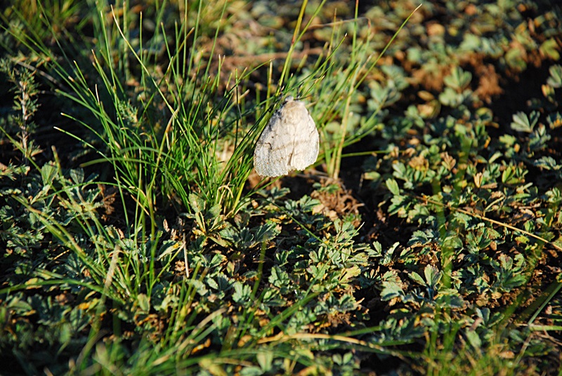 DSC_0240.JPG