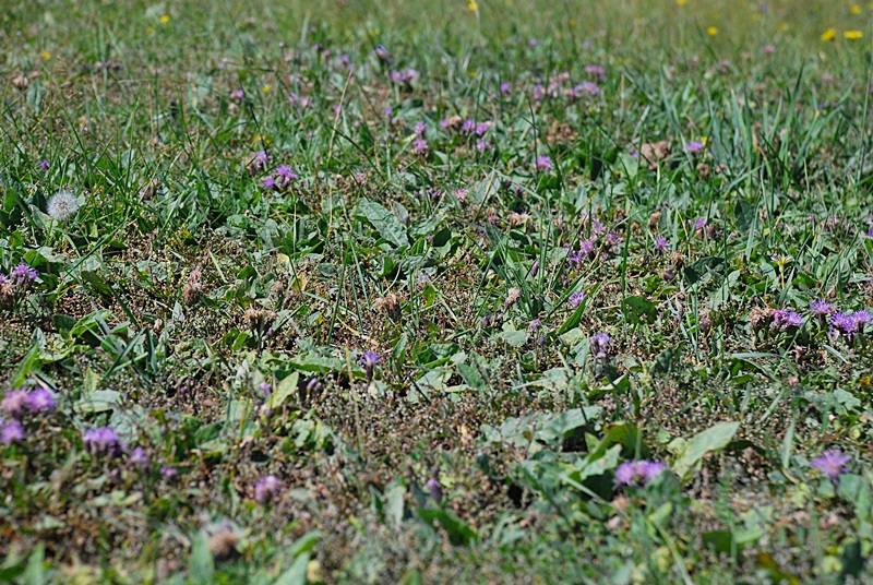 DSC_0391.JPG