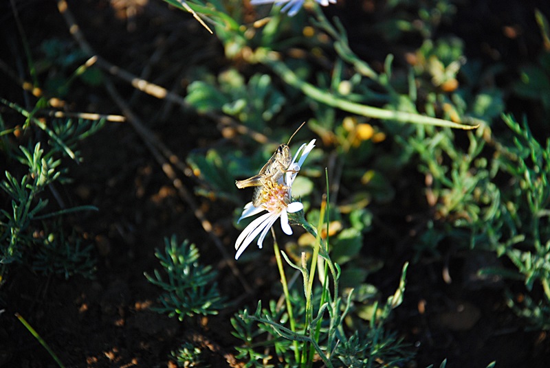 DSC_0236.JPG