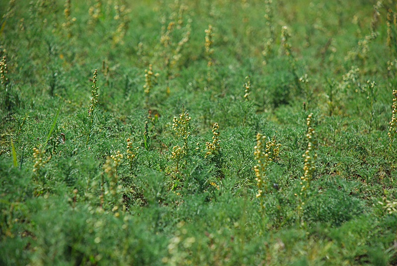 DSC_0346.JPG