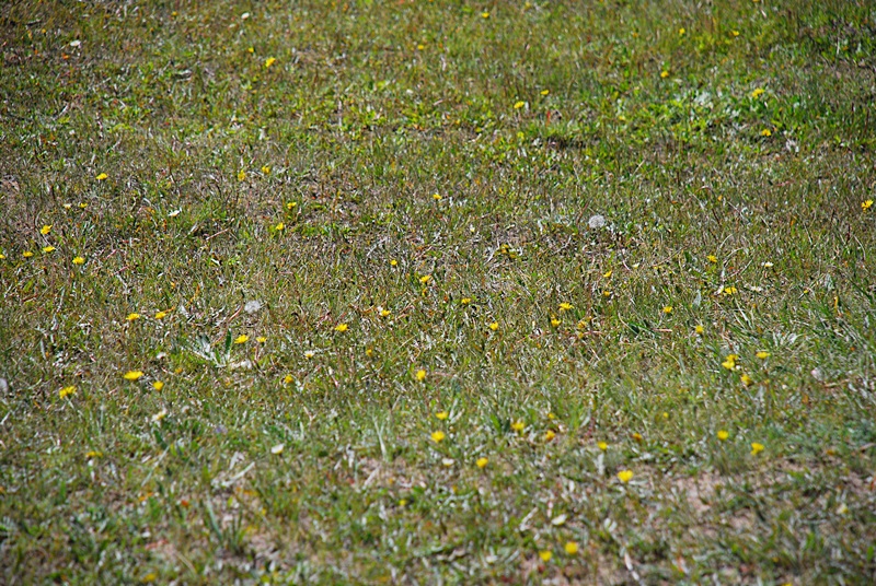 DSC_0392.JPG