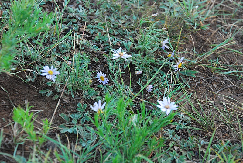 DSC_0241.JPG