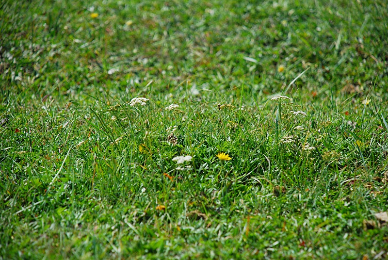 DSC_0388.JPG