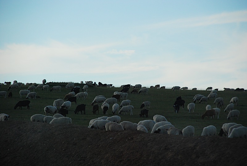 DSC_0431.JPG