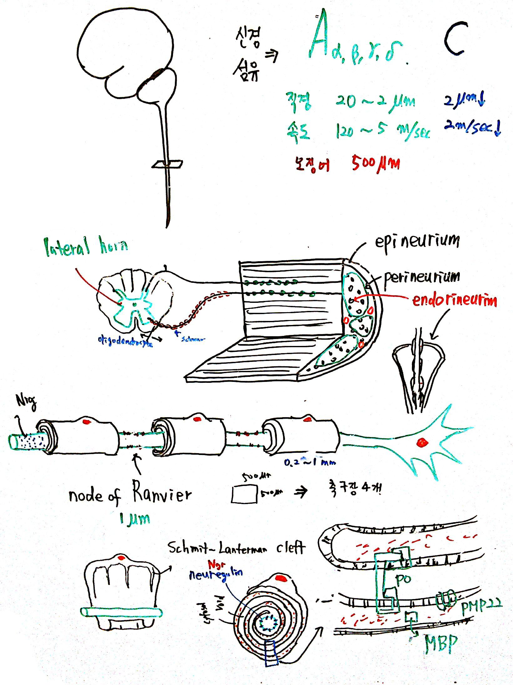칠판스캔_5특뇌_3강-03.png