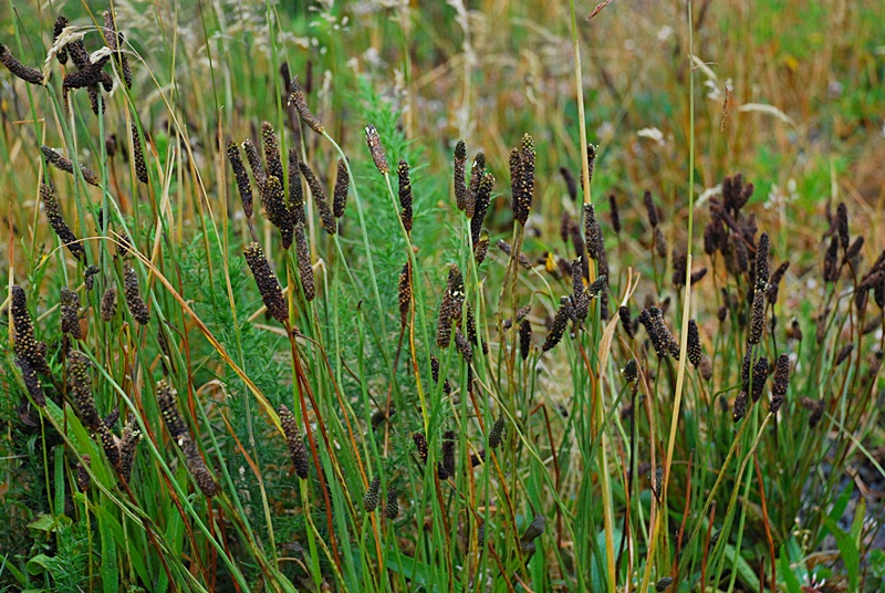 DSC_0253.JPG