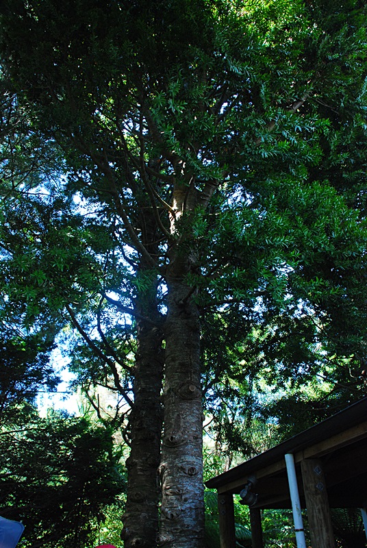 DSC_0441.JPG
