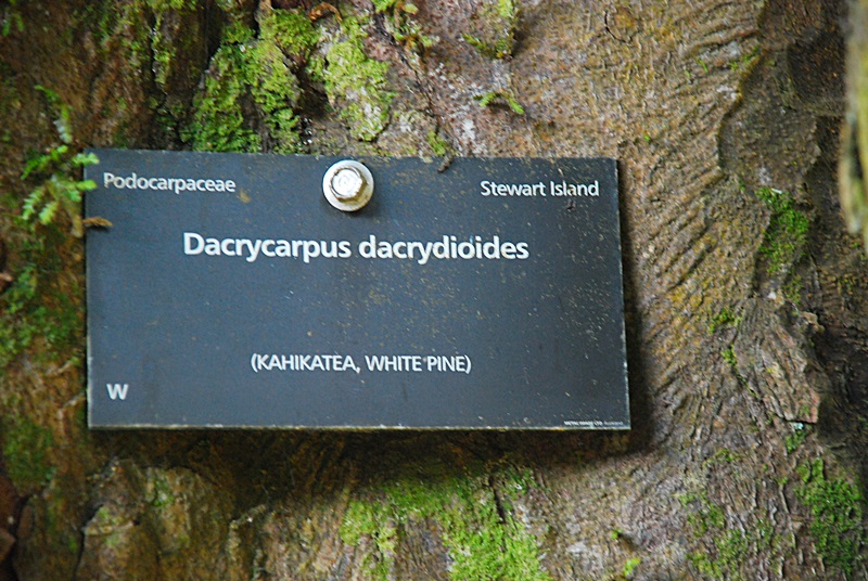 DSC_0447.JPG