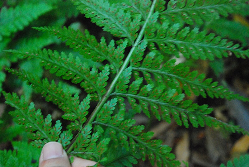 DSC_0330.JPG