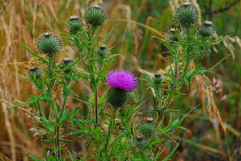 DSC_0256.JPG