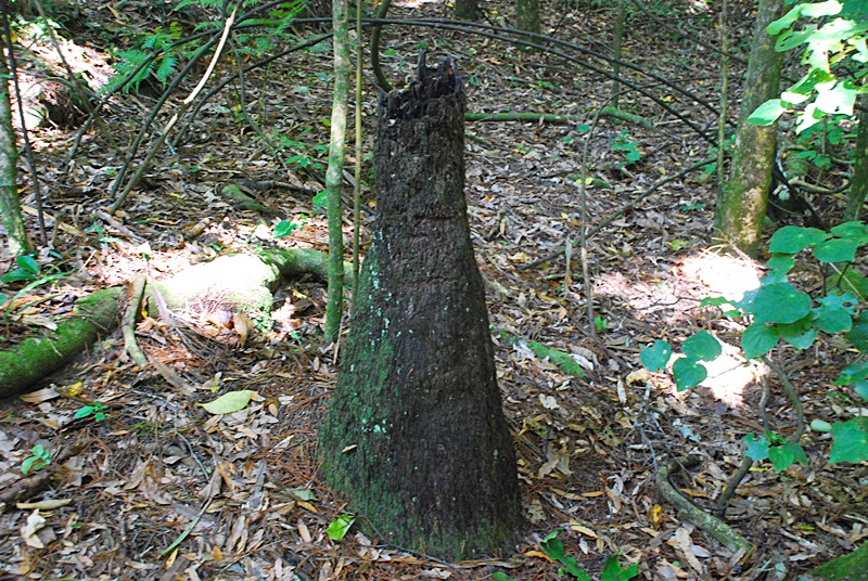 DSC_0414.JPG