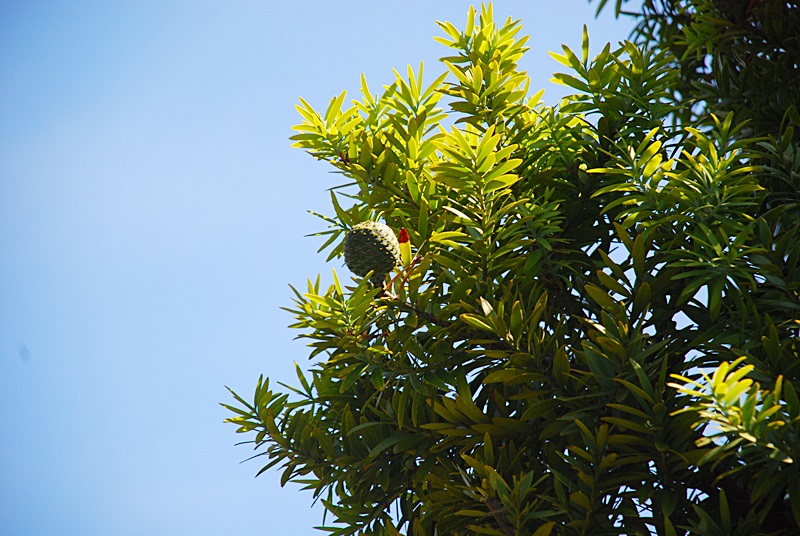 DSC_0450.JPG