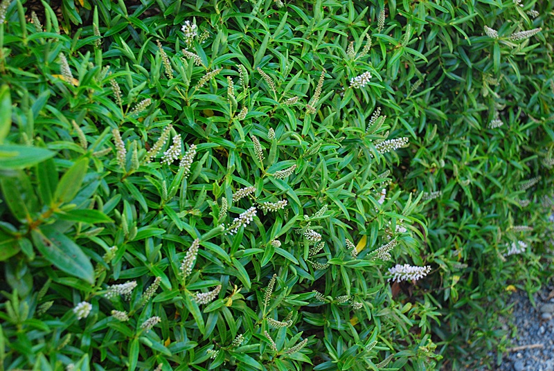 DSC_0340.JPG