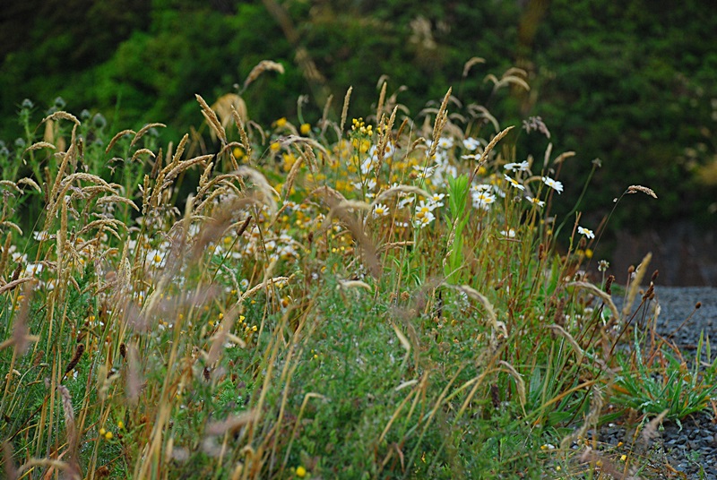 DSC_0252.JPG