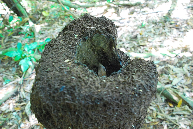 DSC_0420.JPG